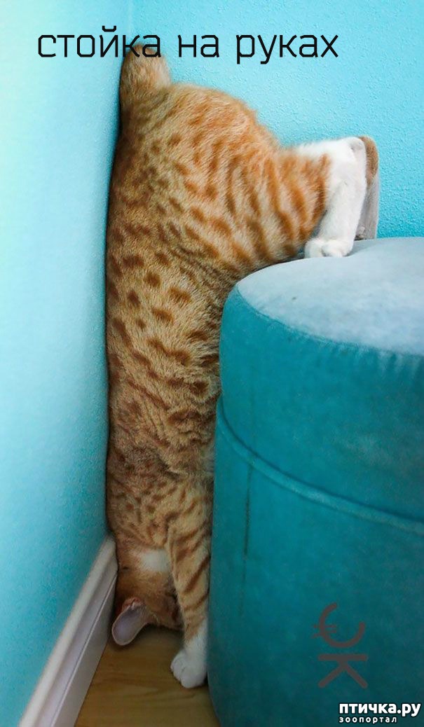 ���� 2: ����������� 4 ���� �������� ������ �����������