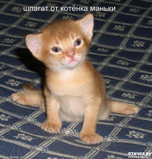 ���� 6: ����������� 4 ���� �������� ������ �����������