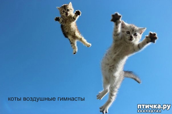 ���� 7: ����������� 4 ���� �������� ������ �����������