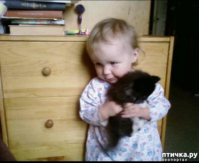 фото 4: Роковая женщина в кошачьей шубке. Как у нас появилась кошка Пуся