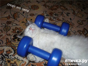 фотография: Продолжение котоолимпиады фото: Продолжение котоолимпиады