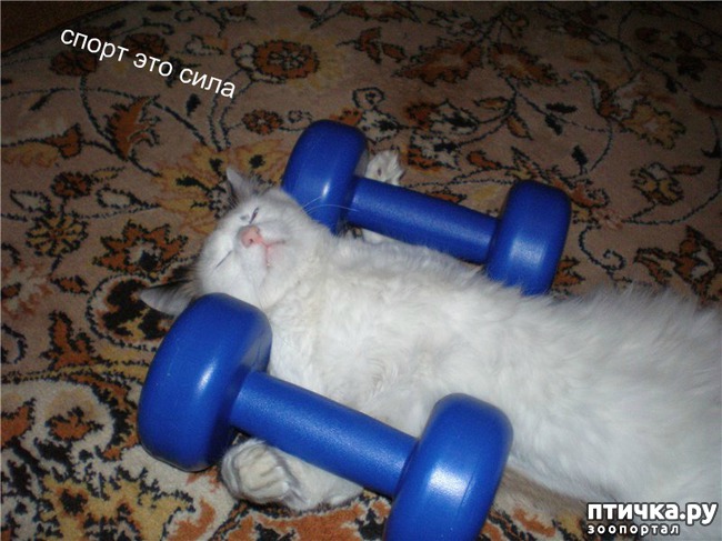 ���� 1: ����������� �������������