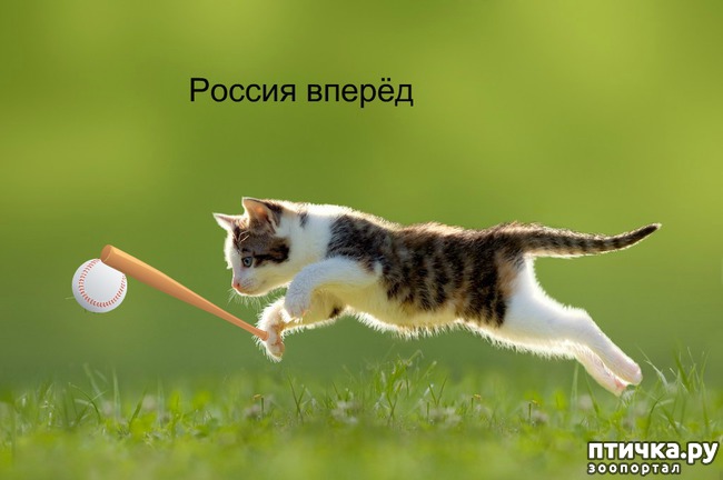 ���� 2: ����������� �������������