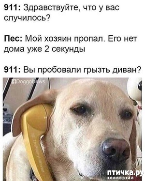 фотография: Ох, уж эти собаки, ох, уж эти собачники! фото: Ох, уж эти собаки, ох, уж эти собачники!