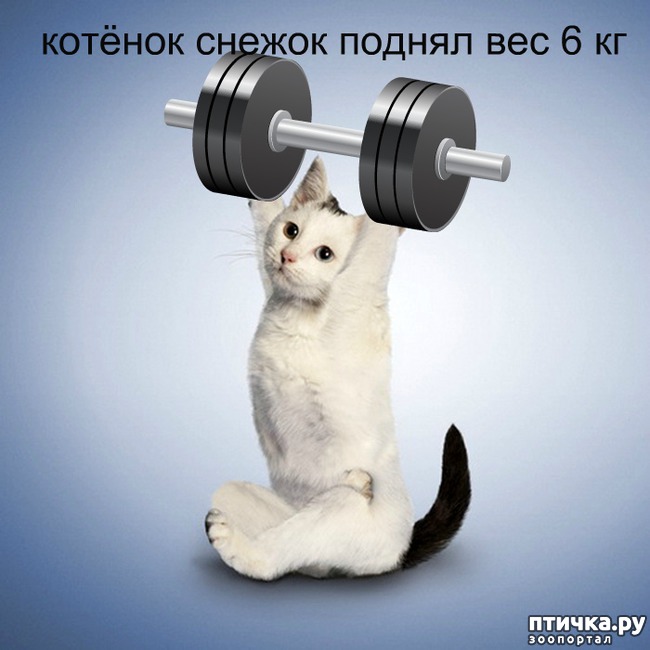 ���� 3: ����������� �������������