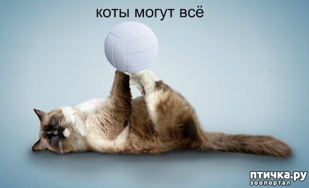 ���� 5: ����������� �������������