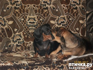 ����: �������� �������