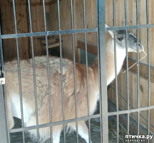 фото 19: Самарский зоопарк.