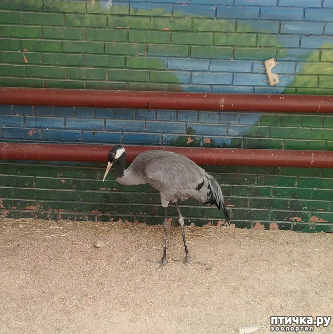фото 23: Самарский зоопарк.