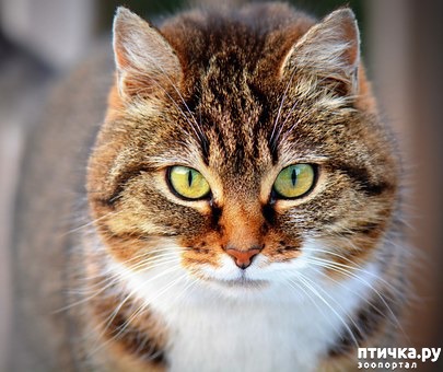 Окрас табби: полосатая генетика, здоровье, характер. — обсуждение в  группе Кошки | Птичка.ру