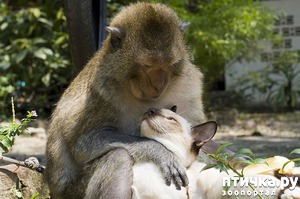 ����: ������� ��������