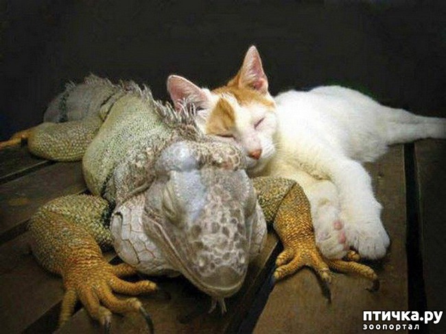 ���� 21: ������� ��������