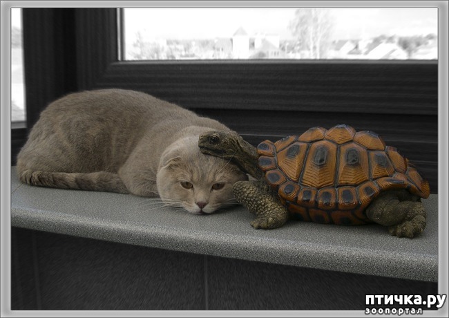 ���� 24: ������� ��������