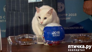 ����: ��� ��� � �������)))