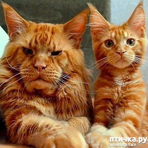 ����: ����� ���� ����, �� � ����