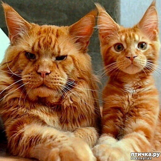 ���� 1: ����� ���� ����, �� � ����