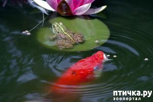 ����: ������������ ����� ���