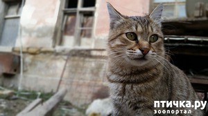 ����: ��� ����, ���� �������� ����������