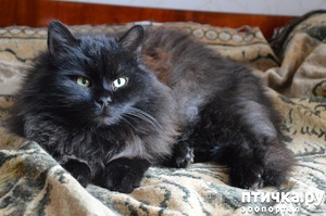 ����: ׸���� ���� � ����� - ��� ���������?