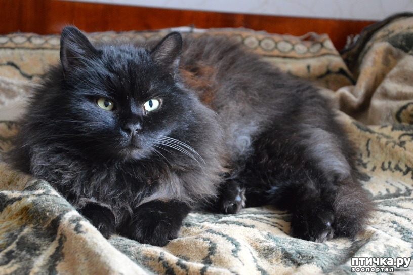 Чёрные коты и кошки - они особенные? — обсуждение в группе Кошки |  Птичка.ру