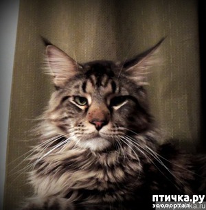 ����: ��� �������