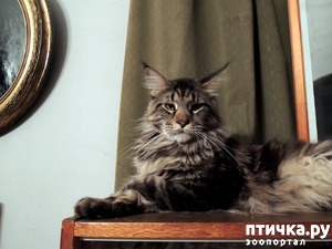 ����: �������