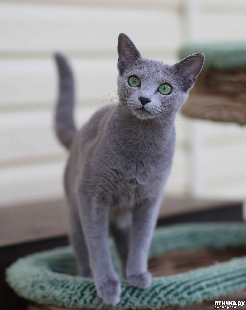 Голубая Кошка Фото