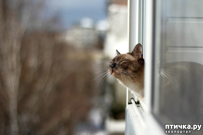 фото 1: Кошка и свежий воздух