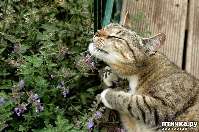 фото 4: Кошка и свежий воздух