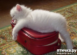 ����: �����������: ������ �� � ������!