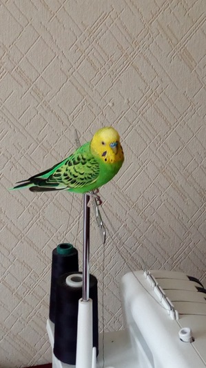 ����: � ���� �������� �������...