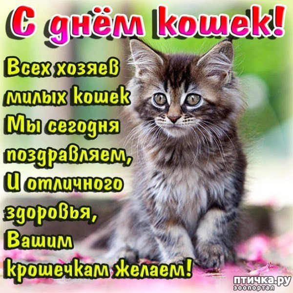 фото 1: С днём кошек!)