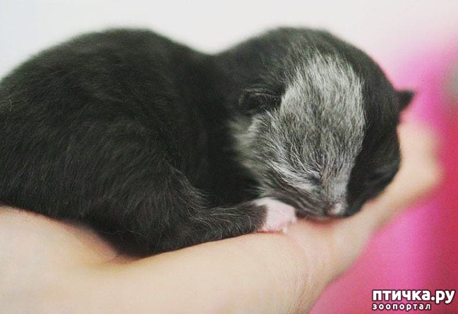 ���� 6: ����� ������ � ��������� ������� - ����� ����� �������))