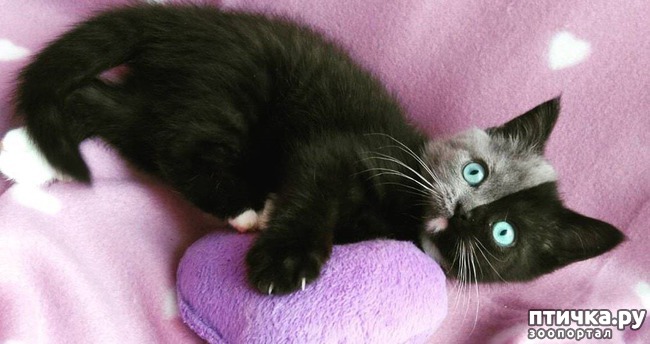 ���� 7: ����� ������ � ��������� ������� - ����� ����� �������))