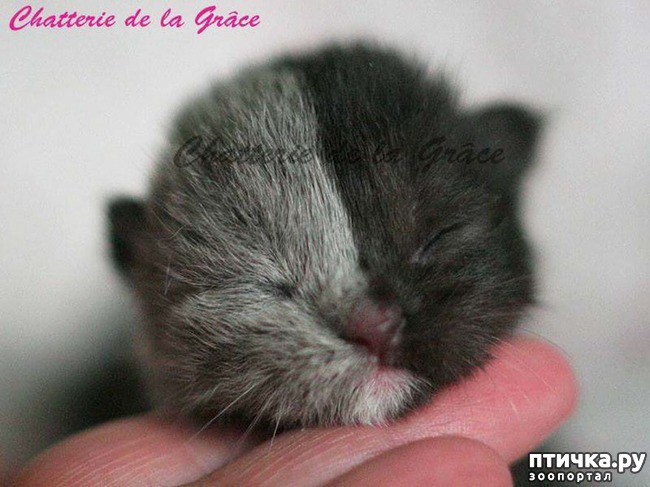 ���� 8: ����� ������ � ��������� ������� - ����� ����� �������))