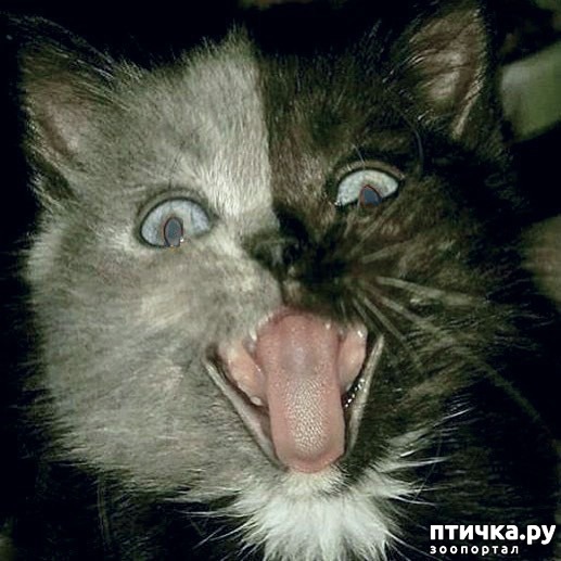 ���� 11: ����� ������ � ��������� ������� - ����� ����� �������))