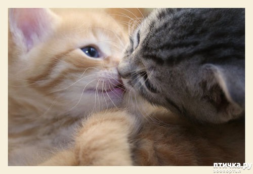фото 6: Международный День Котиков!