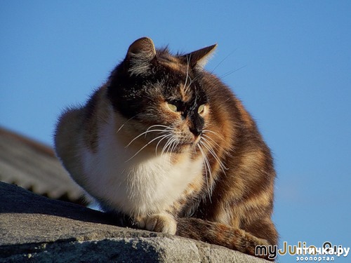 ���� 4: ������ ���