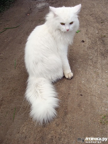 ���� 5: ������ ���