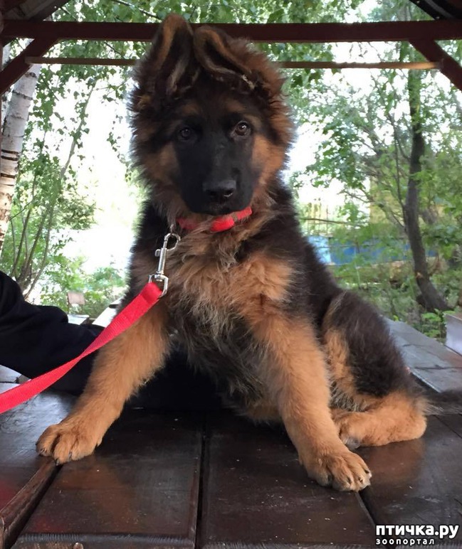 ���� 1: ���������� � ���������� ���� ������� �������� � �������)