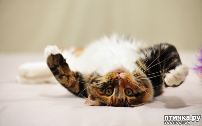 ���� 3: ������� �������. ������ ���� ����� ������� �������?