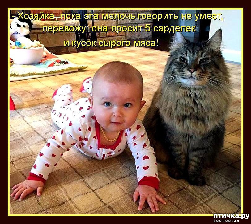 Пятничная котоматрица: Кошки и детки. &amp;mdash; обсуждение в группе &amp;amp;quot;Кошки&amp;amp;quot; |  Птичка.ру
