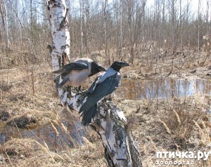 ����: ���� ��-�������