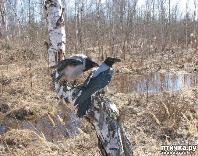 ���� 1: ���� ��-�������