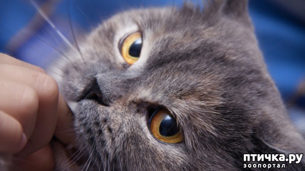Как общаться с котом? Мифы и заблуждения — обсуждение в группе "Кошки" |  Птичка.ру