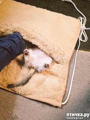 фотография: "Решил я купить себе ножной обогреватель..." фото: "Решил я купить себе ножной обогреватель..."