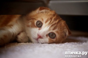 ����: ��� ��� � ������� �������� 100 ������ ������ ���� �� �������)))