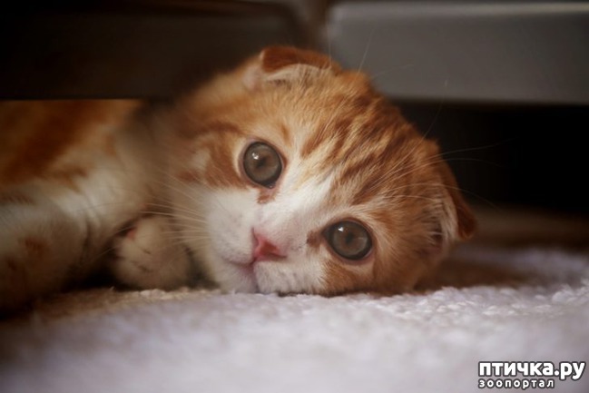 ���� 1: ��� ��� � ������� �������� 100 ������ ������ ���� �� �������)))