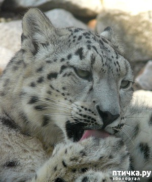 ����: ������� ����