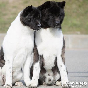 ����: �������� " ������ �����"